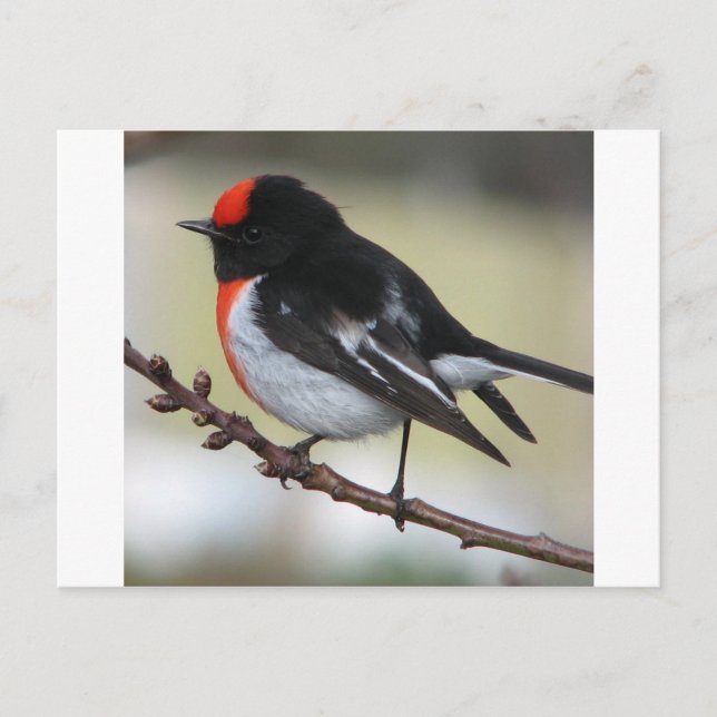 Red Capped Robin Postcard (Front)
