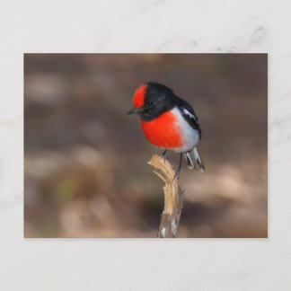 Red-capped Robin Postcard