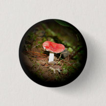 Red Capped Russula Mushroom