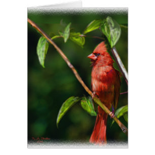 Red Cardinal