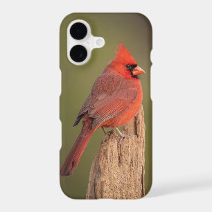 Red Cardinal 