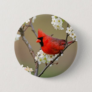 Red Cardinal 6 Cm Round Badge