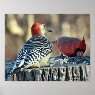 Red Cardinal and Red Bellied Woodpecker Poster