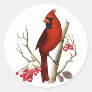 Red Cardinal Bird Christmas Classic Round Sticker