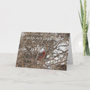 Red Cardinal Bird in Snow Season's Greetings Card