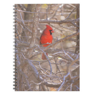 Red Cardinal Bird in Tree Notebook Journal