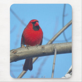 Red Cardinal/Bird Mouse Pad