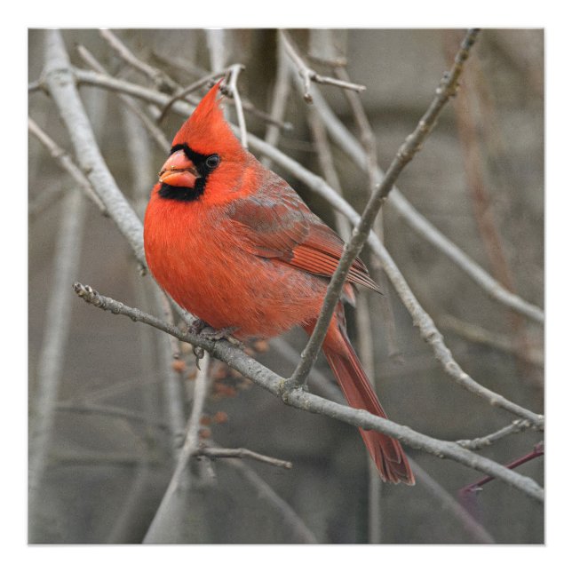 Red Cardinal Bird Photo Print (Front)