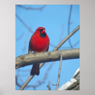 Red Cardinal/Bird Poster