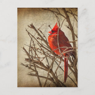 Red Cardinal - Brown Texture Postcard