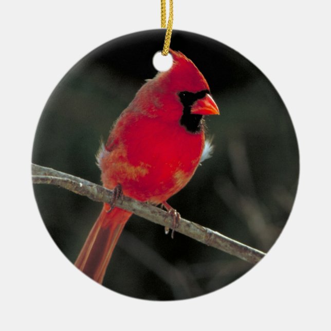 Red Cardinal Christmas Ornament (Front)