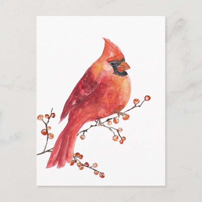 Red Cardinal Eating Winter Ilex Berries Postcard (Front)