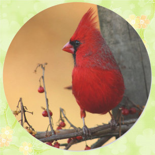 Red Cardinal Envelope Seal Sticker