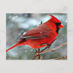 Red Cardinal in the Snow Holiday Postcard