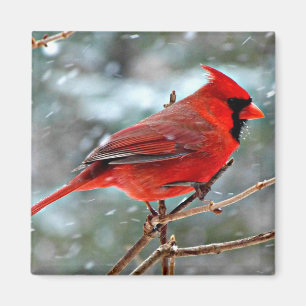 Red Cardinal in the Snow Magnet