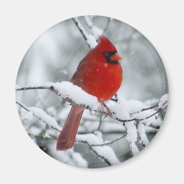 Red Cardinal in the Snow Magnet (Front)
