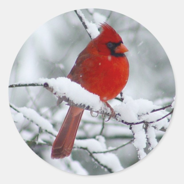 Red Cardinal in the Snow Sticker (Front)