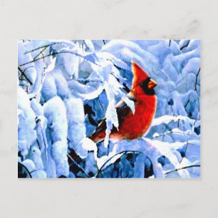 Red Cardinal In the Winter Snow Postcard