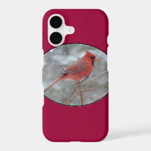 Red cardinal in Winter
