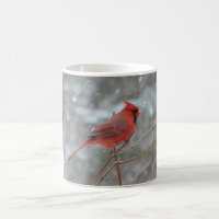 Red cardinal in Winter