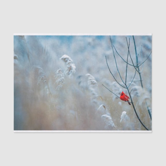 Red Cardinal in Winter Nature Photo Christmas Tissue Paper (Front)