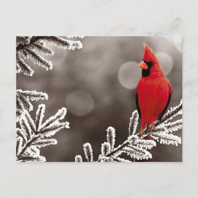 Red Cardinal in Winter Postcard (Front)