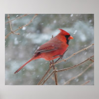 Red cardinal in Winter