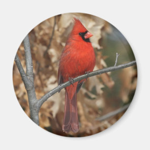 Red Cardinal Magnet