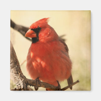 Red Cardinal Magnet