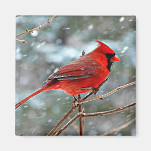 Red Cardinal Magnet