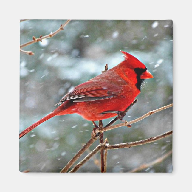 Red Cardinal Magnet (Front)