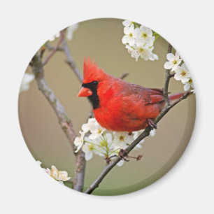 Red Cardinal Magnet