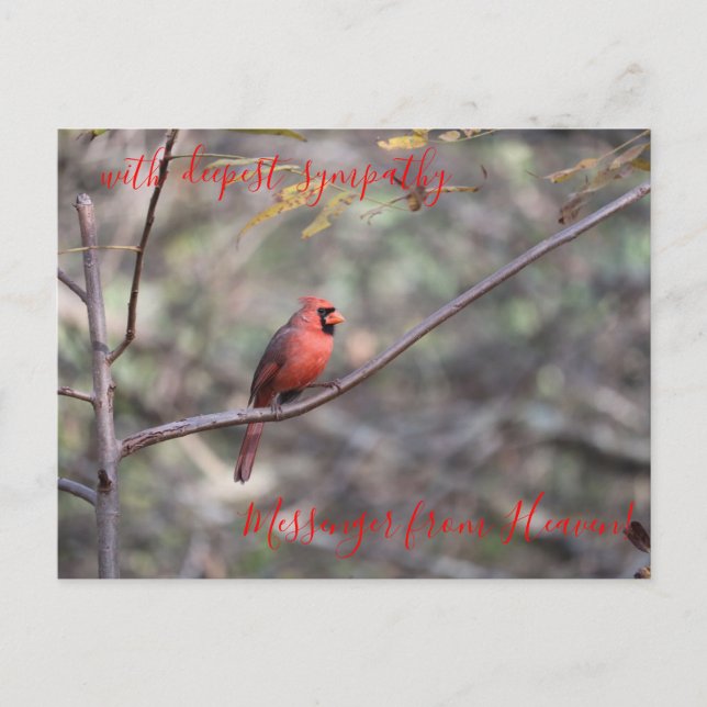 Red Cardinal Messenger from Heaven Sympathy Postca Postcard (Front)