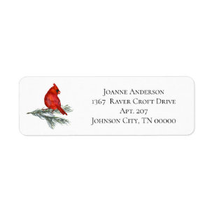 Red Cardinal on Pine Branch