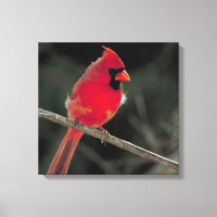 Red Cardinal Perched on a Tree Branch
