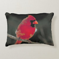 Red Cardinal Perched on a Tree Branch