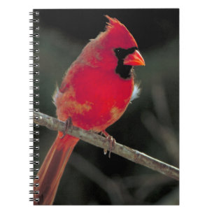 Red Cardinal Perched on a Tree Branch Spiral Notebook