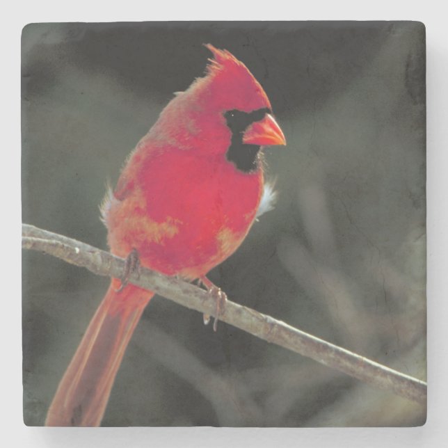 Red Cardinal Perched on a Tree Branch Stone Coaster (Front)