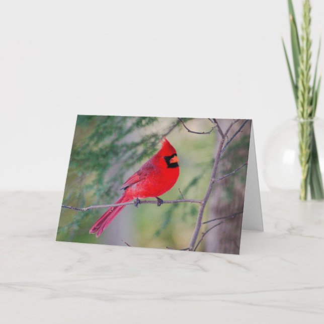Red Cardinal Portrait  Card (Front)