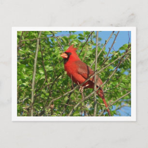 Red Cardinal Postcard