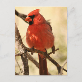 Red Cardinal Postcard