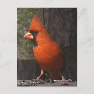 Red Cardinal Postcard