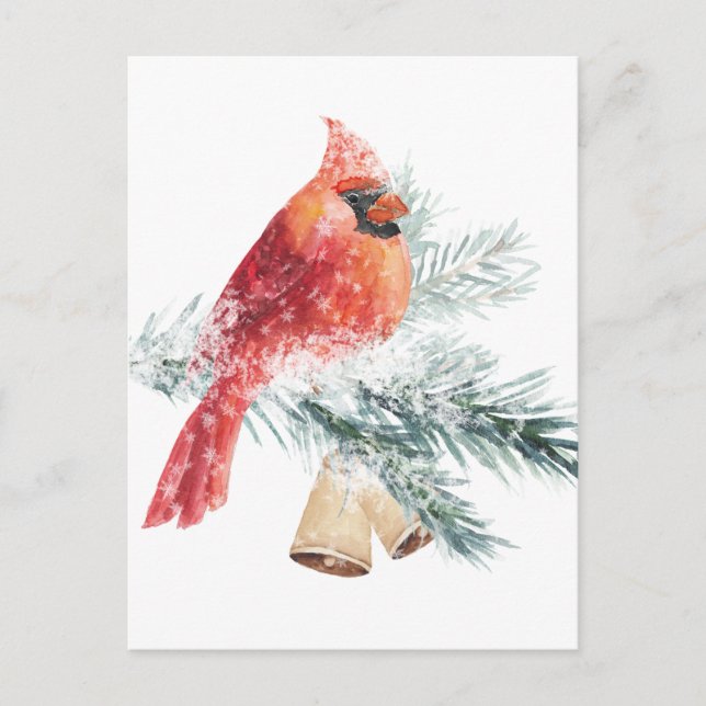 Red Cardinal Snowy Blue Spruce Branch Winter Scene Postcard (Front)