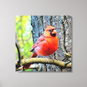 Red Cardinal Summer Square Print