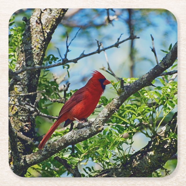 Red Cardinal  Wild Bird Photograph Square Paper Coaster (Front)