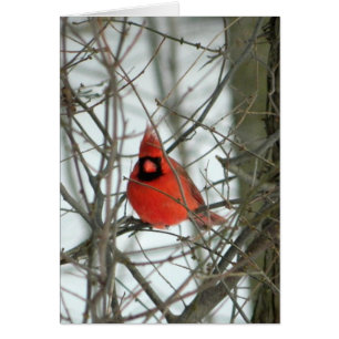 Red Cardinal Winter Card