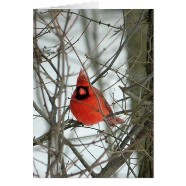 Red Cardinal Winter Card (Front)