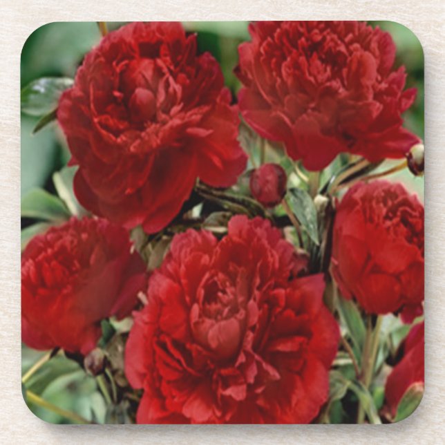 Red Carnation Flowers Coasters (Front)