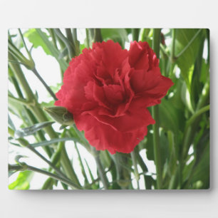 Red Carnation Plaque