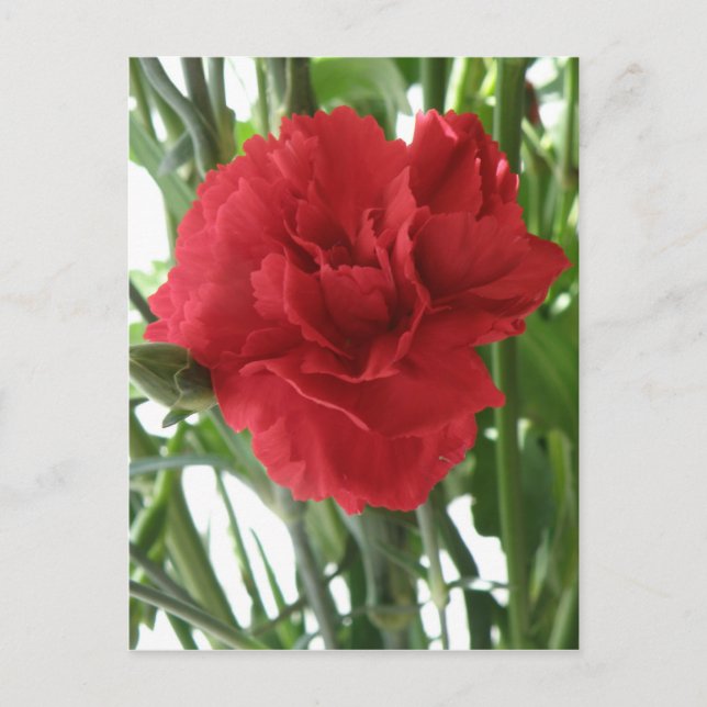 Red Carnation Postcard (Front)